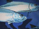 tarpon detail